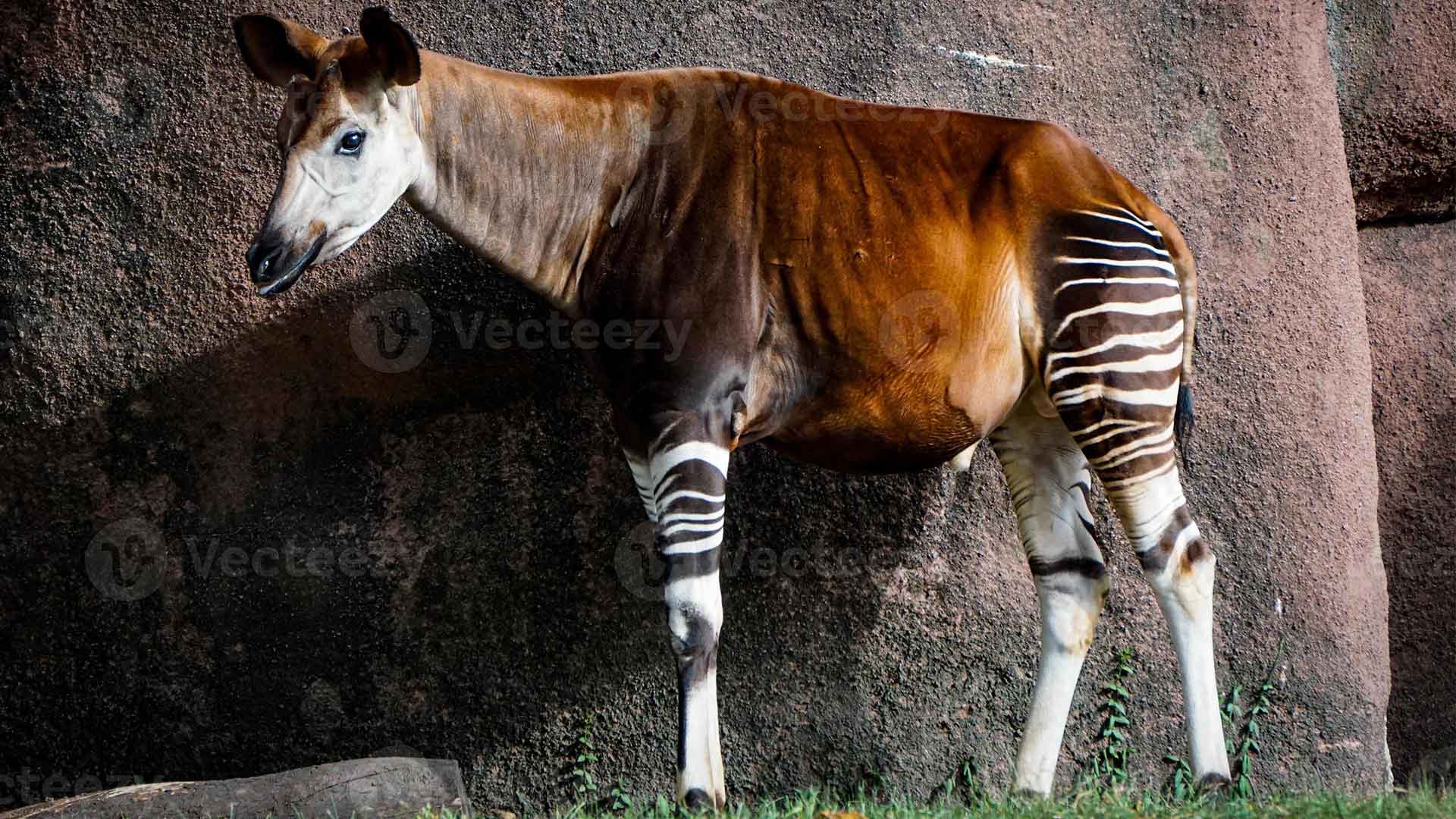 okapi img